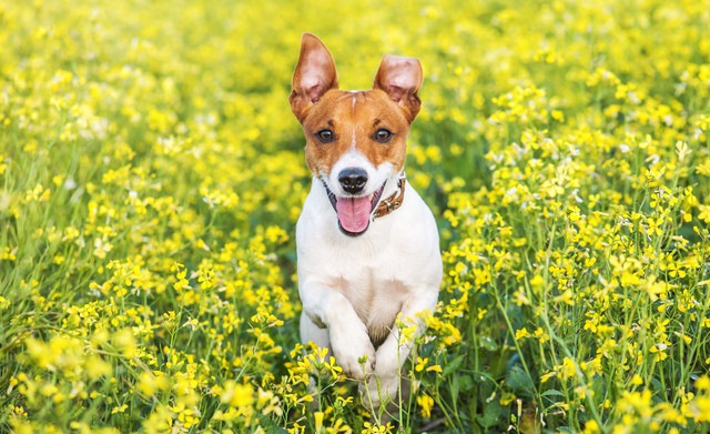 お花畑を走る犬