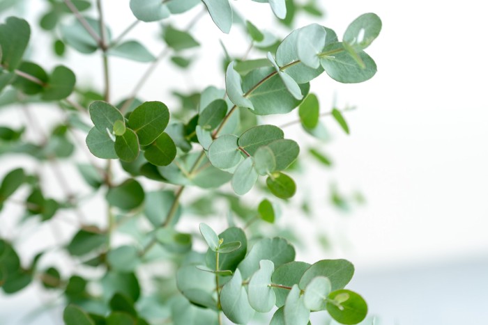 犬には禁忌のユーカリ