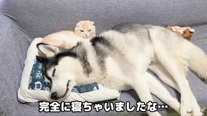 仲良くお昼寝中