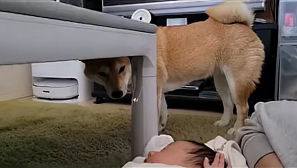 離れて観察するわらびちゃん