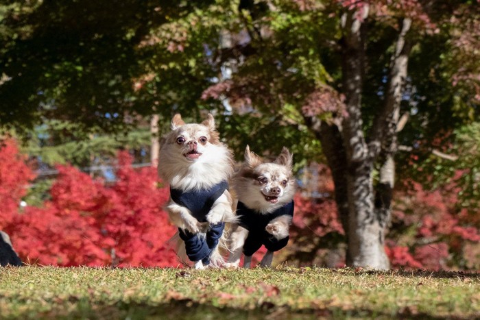 走る犬