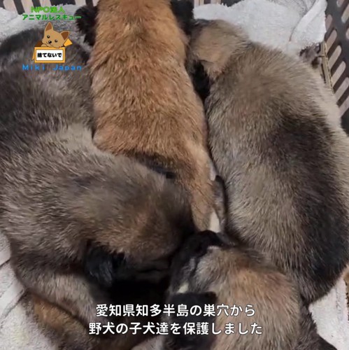 野犬の子犬が発見された