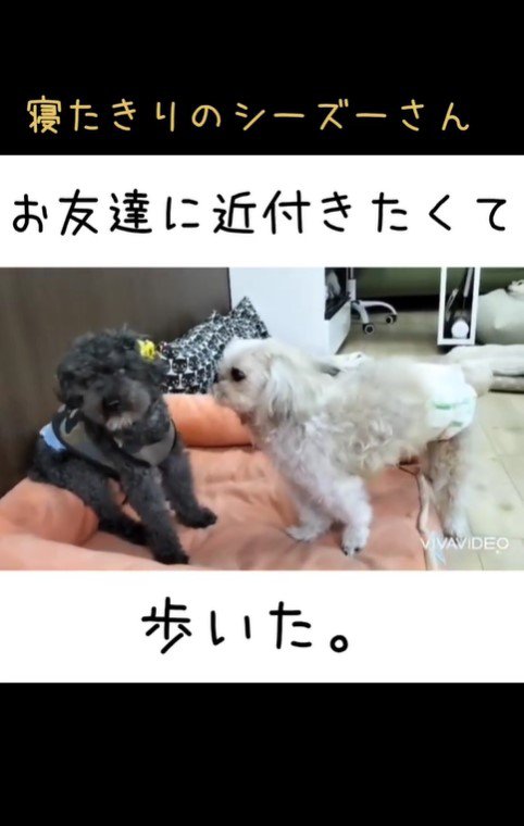 老犬たちが起こす奇跡7