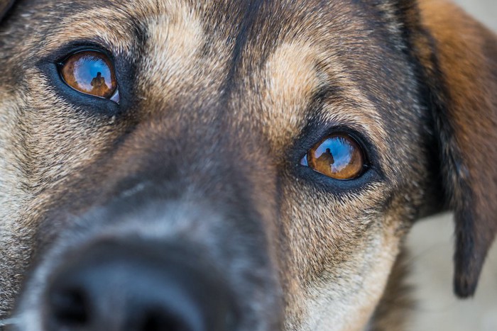 こちらを見つめる茶色い犬の顔アップ