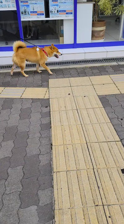 女性の横を通り過ぎる犬