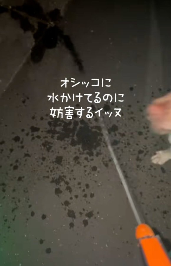おしっこに水をかける飼い主さん