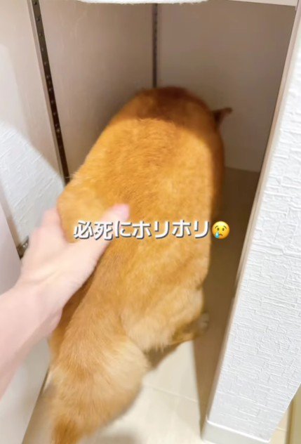 床をホリホリ