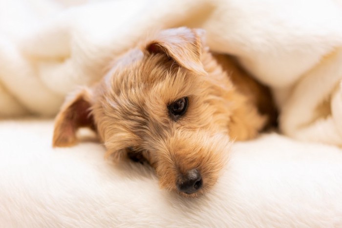 毛布に包まってベッドで横になる犬