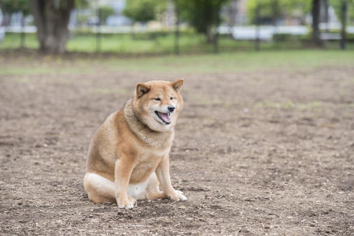 お座りしている犬