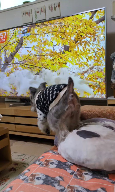 テレビに自分が出た時の風太くん