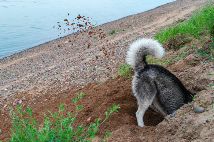 穴を掘る犬