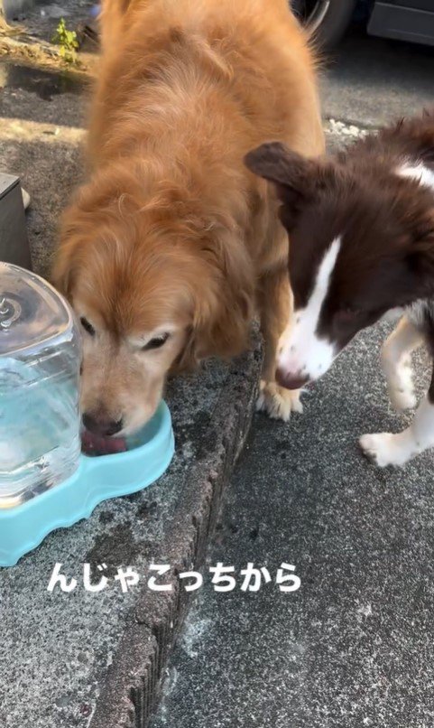 水を飲もうと割り込むるた君8