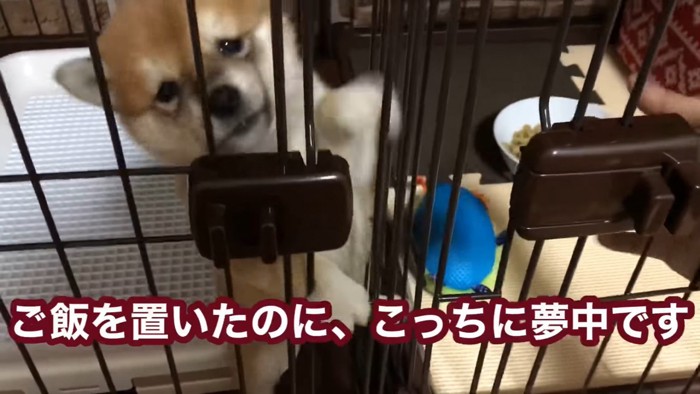 ごはんより飼い主さんに夢中なあずきちゃん