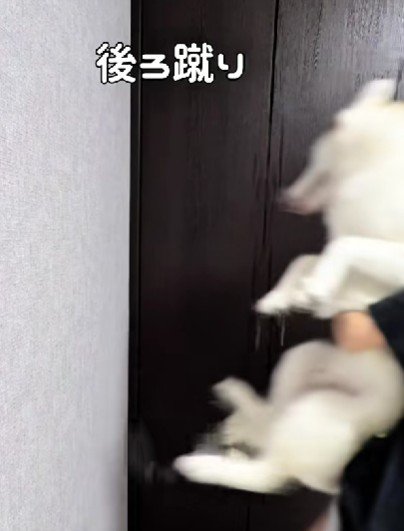 ビヨーン！！