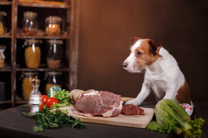 材料を見る犬