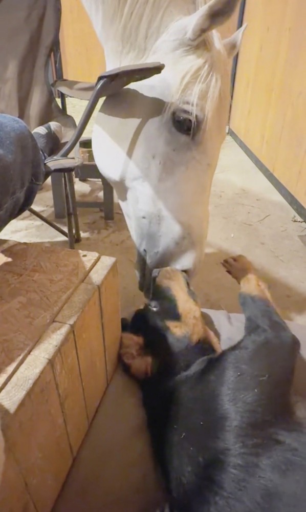 鼻先を寄せ合う馬と犬