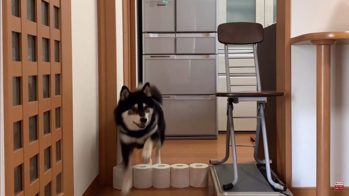 大河くんのトイレットペーパーチャレンジ