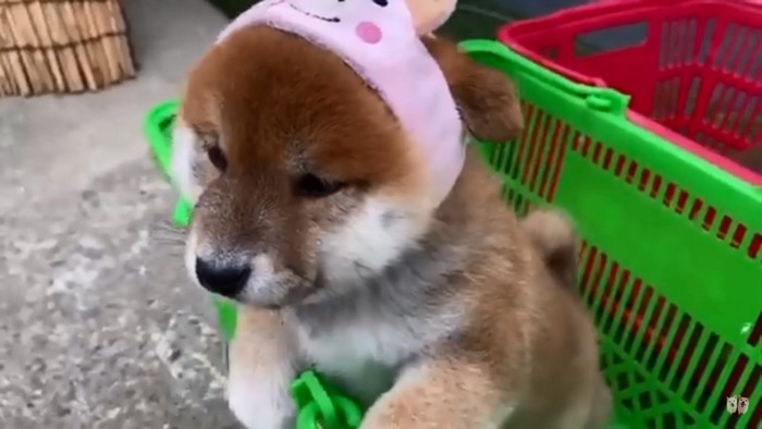 かごに入る赤ちゃん犬