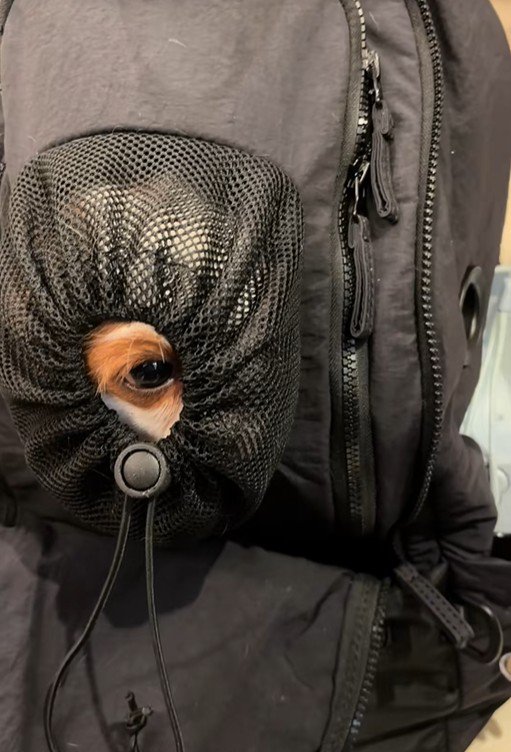 リュックに入るポテトちゃんとウニちゃん