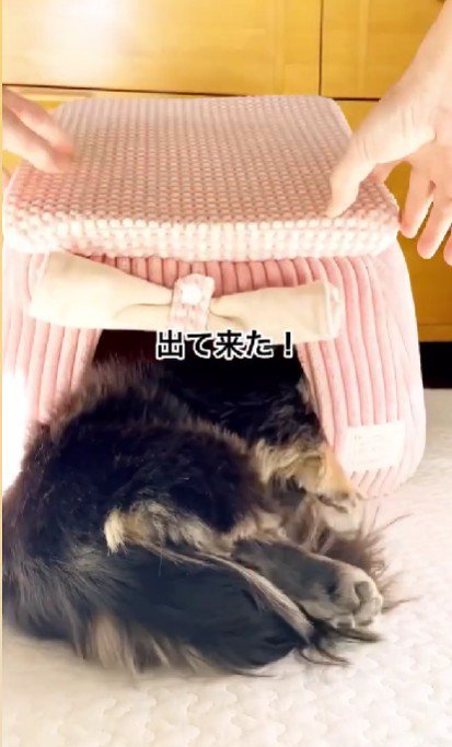 一瞬出たけど…