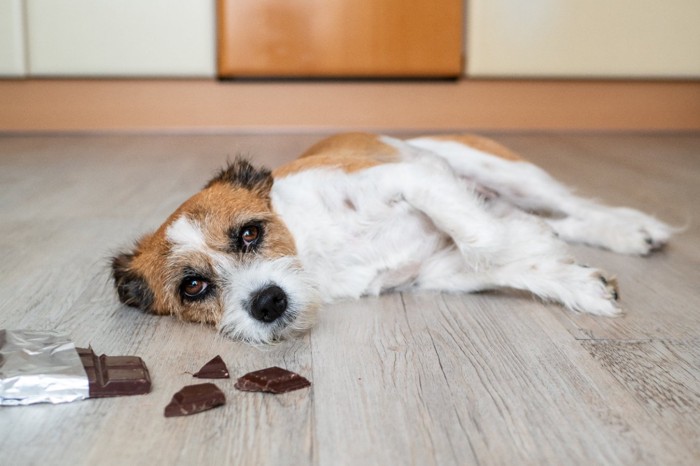 チョコレートと犬