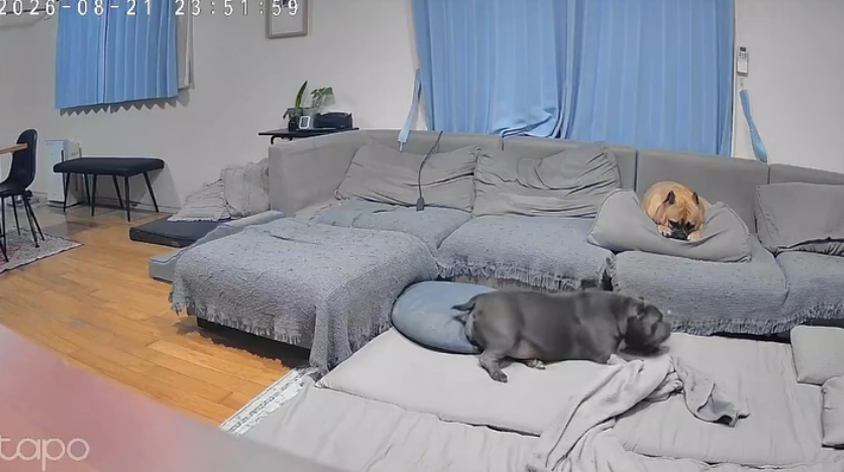 ソファの下でラブちゃんを見守る