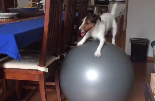 上手にバランスを保ちながら…