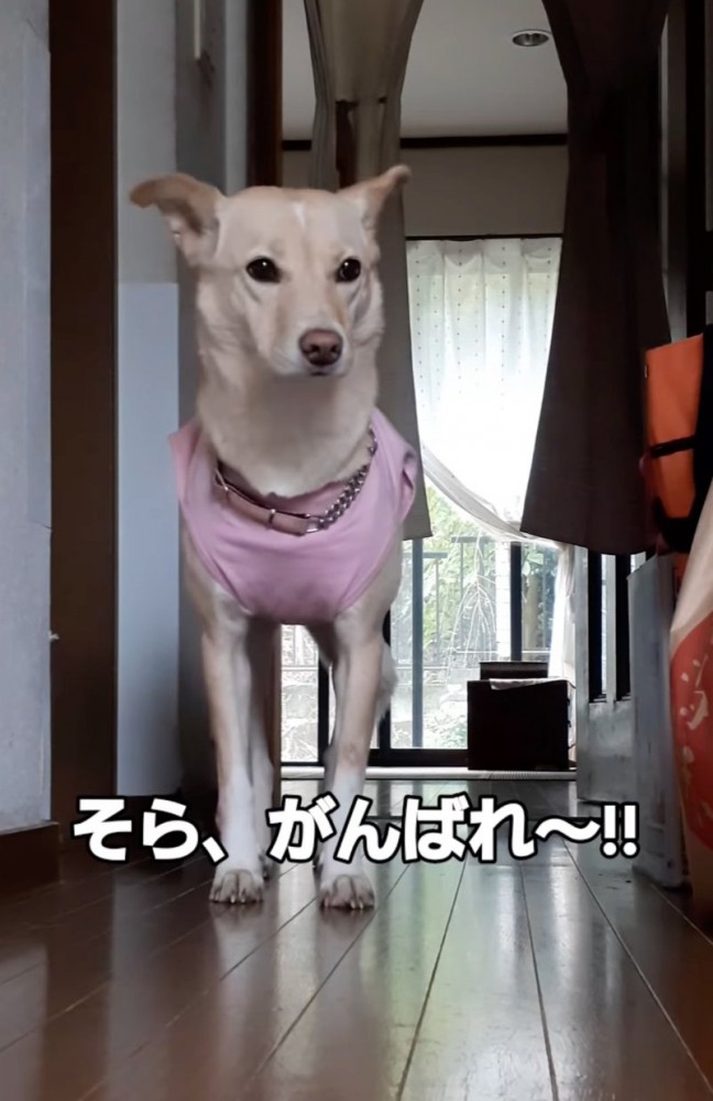 立ち止まる犬