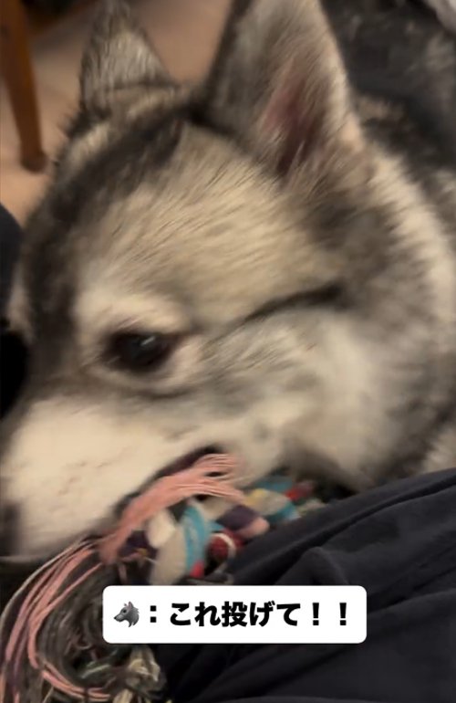 おもちゃをくわえる犬2