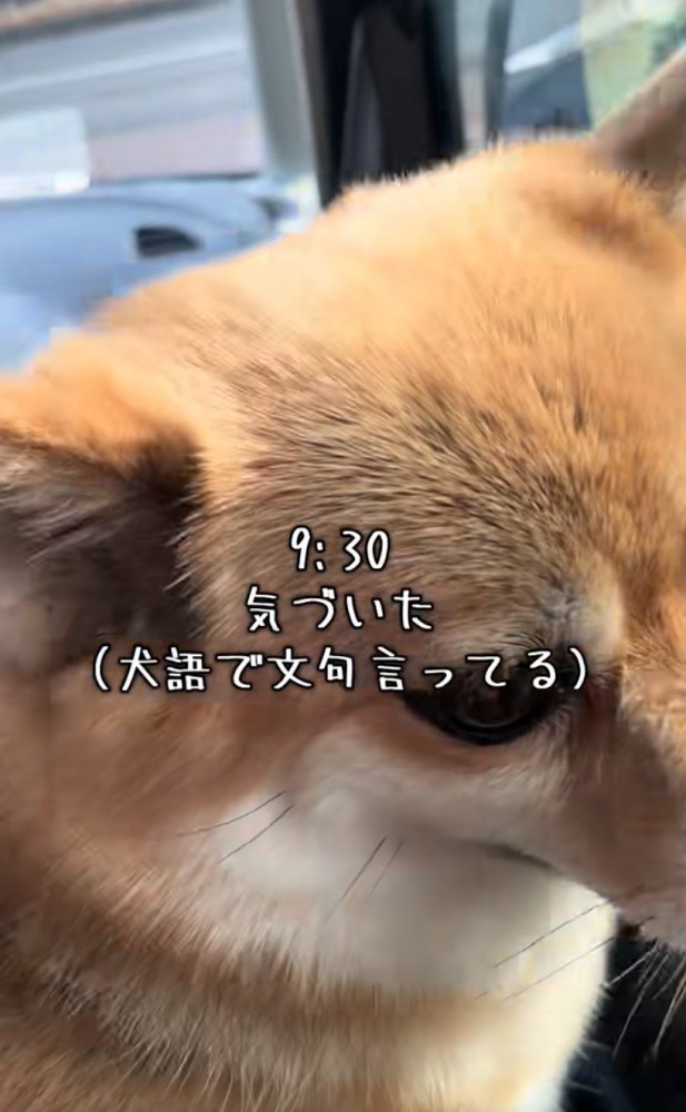 逃げようとする犬