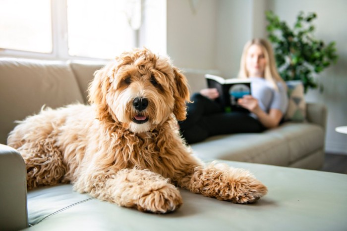 ソファでくつろぐ犬と女性