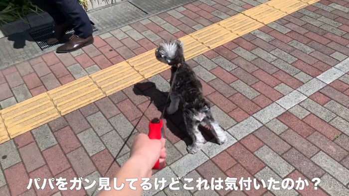 「パパかな?」とガン見