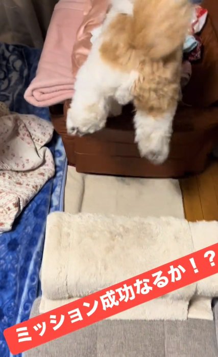 ソファへジャンプする太郎くん