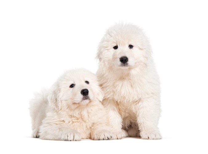 生後2ヶ月の2頭のマレンマ・シープドッグの子犬