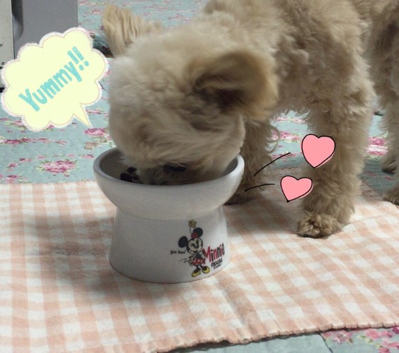 ごはんを食べる愛犬