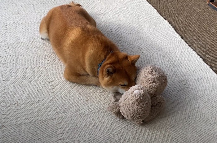 伏せた犬とぬいぐるみ