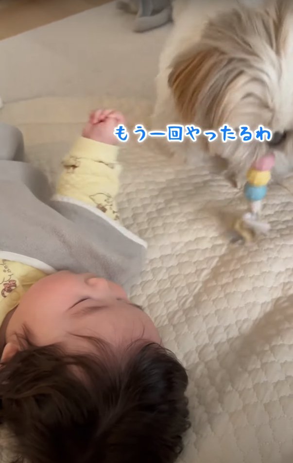 赤ちゃんの近くでおもちゃを縦に咥えている犬「もう一回やったるわ」