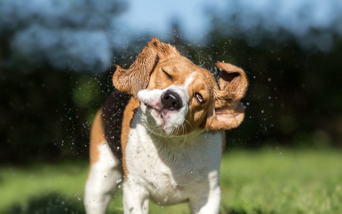 ブルブルしている犬