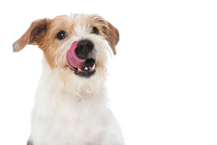 口元を舐めて何かを食べたそうにしている犬
