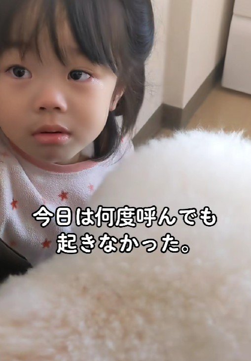 「ぷぷちゃんが死んでしまった」