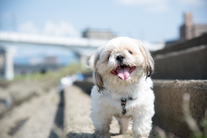 明るい笑顔の犬