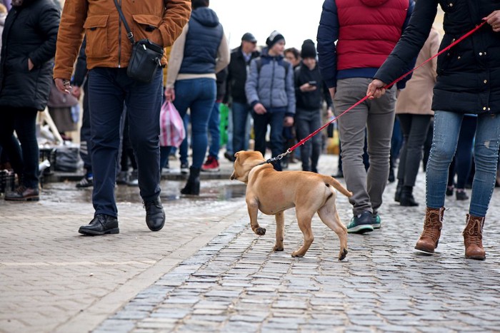 リード付きで人混みを歩く犬