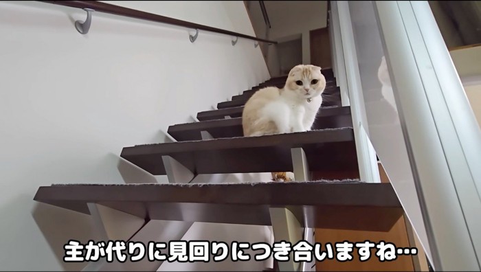 階段から飼い主を見下ろす猫