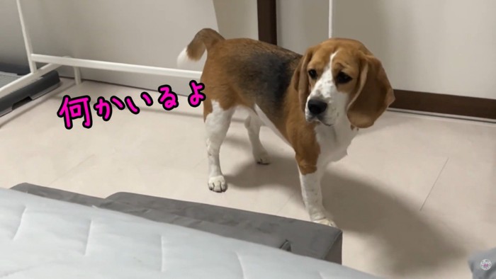 不安そうなお顔