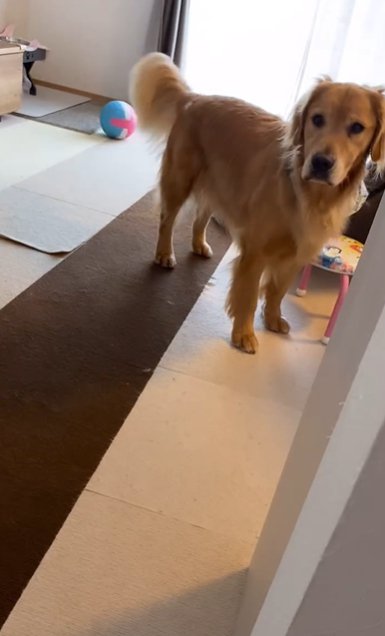 飼い主の声に集中するゴールデンレトリバー