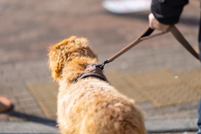 散歩中の犬