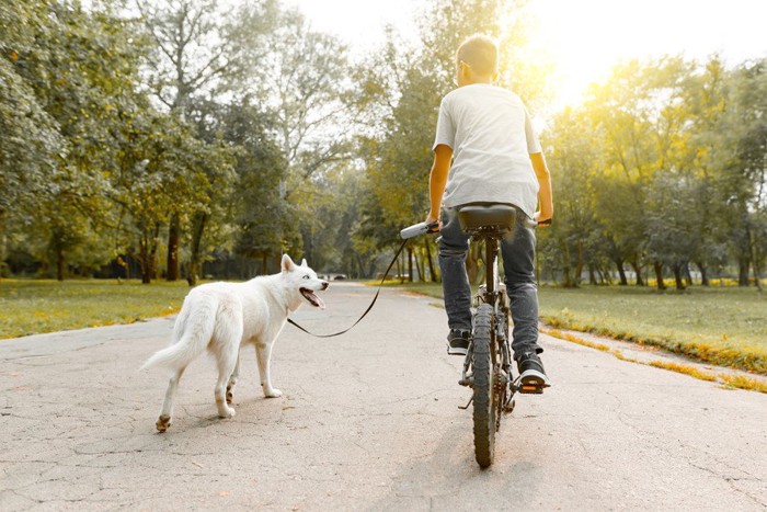 犬と自転車で散歩