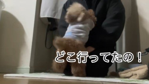 ちびちゃんのお出迎え3