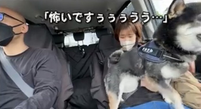 膝に乗ろうとする犬