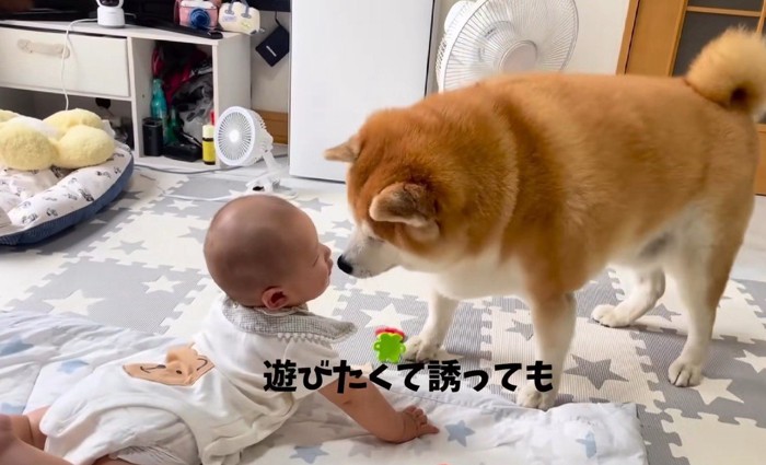 赤ちゃんと柴雄くんと茶太郎くん8